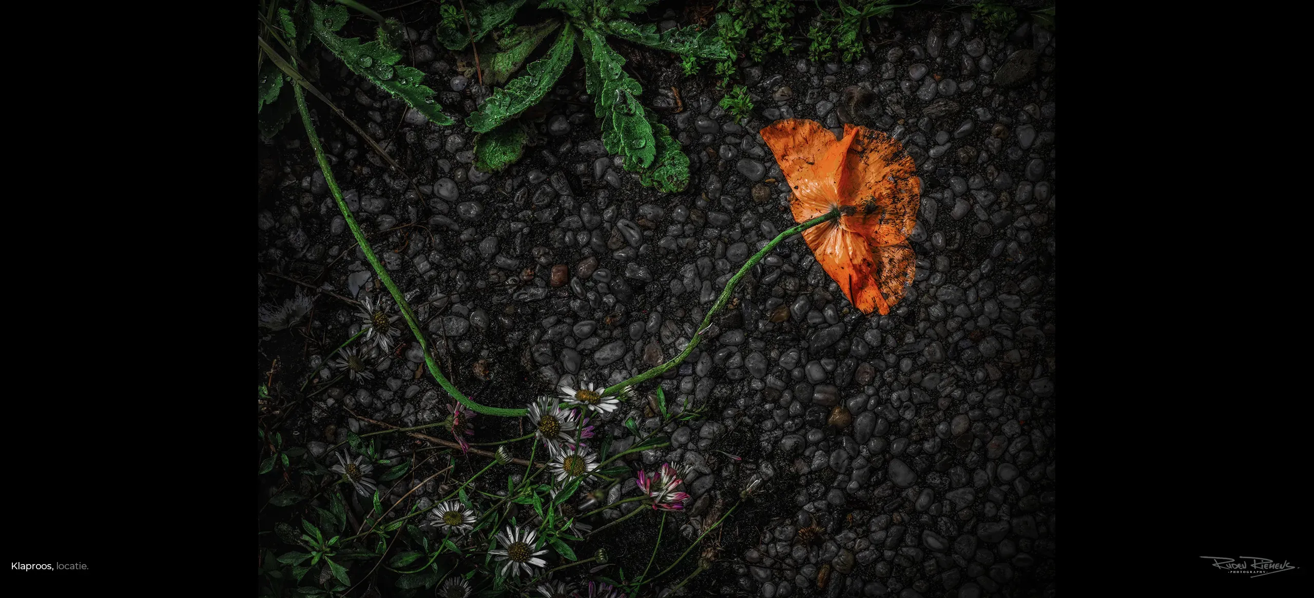 Oranje klaproos op het trottoir, fineart fotografie van Ruden Riemens.