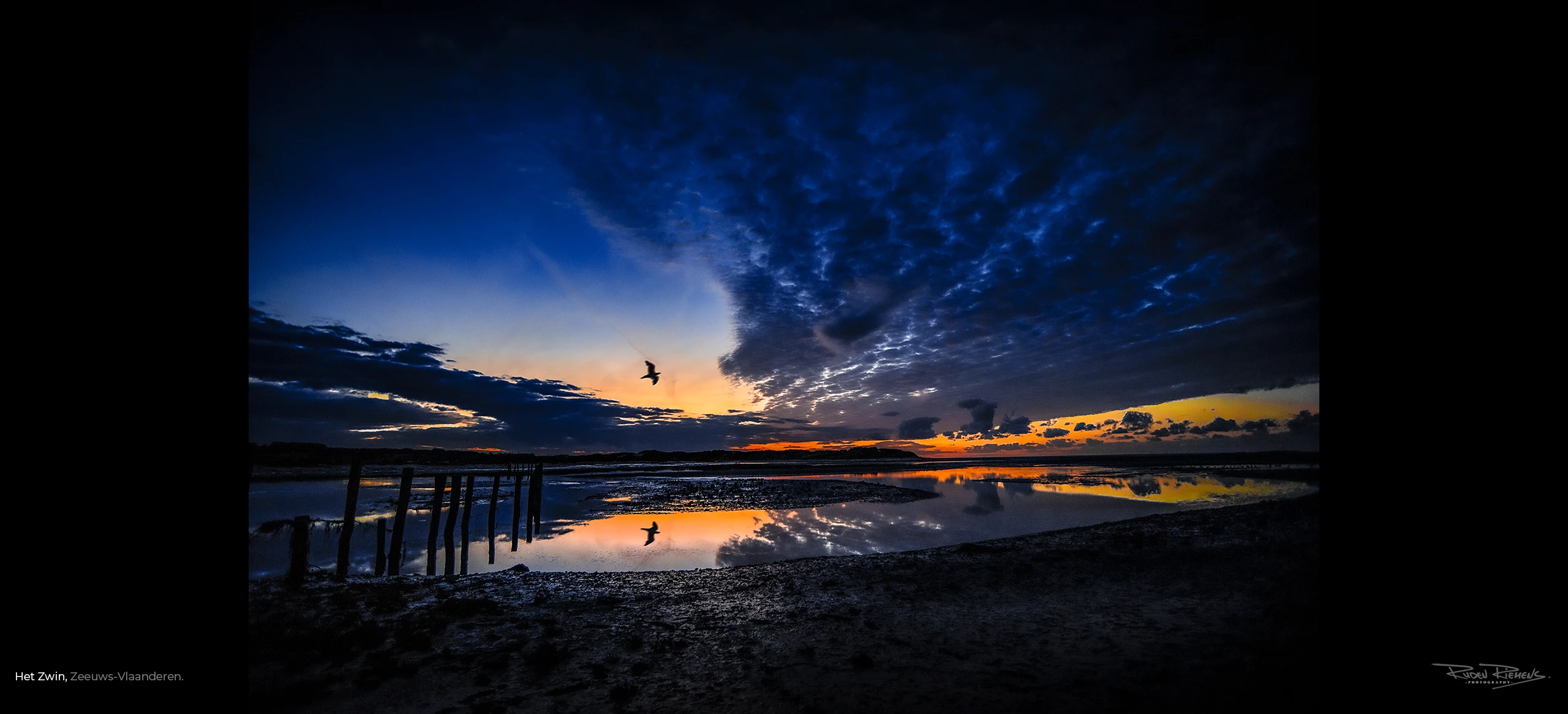 Vliegende meeuw met spiegelbeeld in het water bij natuurgebied het Zwin bij avond, een plaatje voor aan de muur in uw bedrijf of thuis, Ruden Riemens Fotografie Zeeland Kleur.