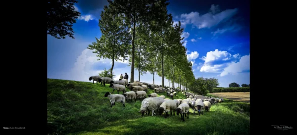 Schaapherder met schaapskudde op de dijk vlakbij de schaapskooi van Nisse, Ruden Riemens Fotografie Zeeland Kleur.
