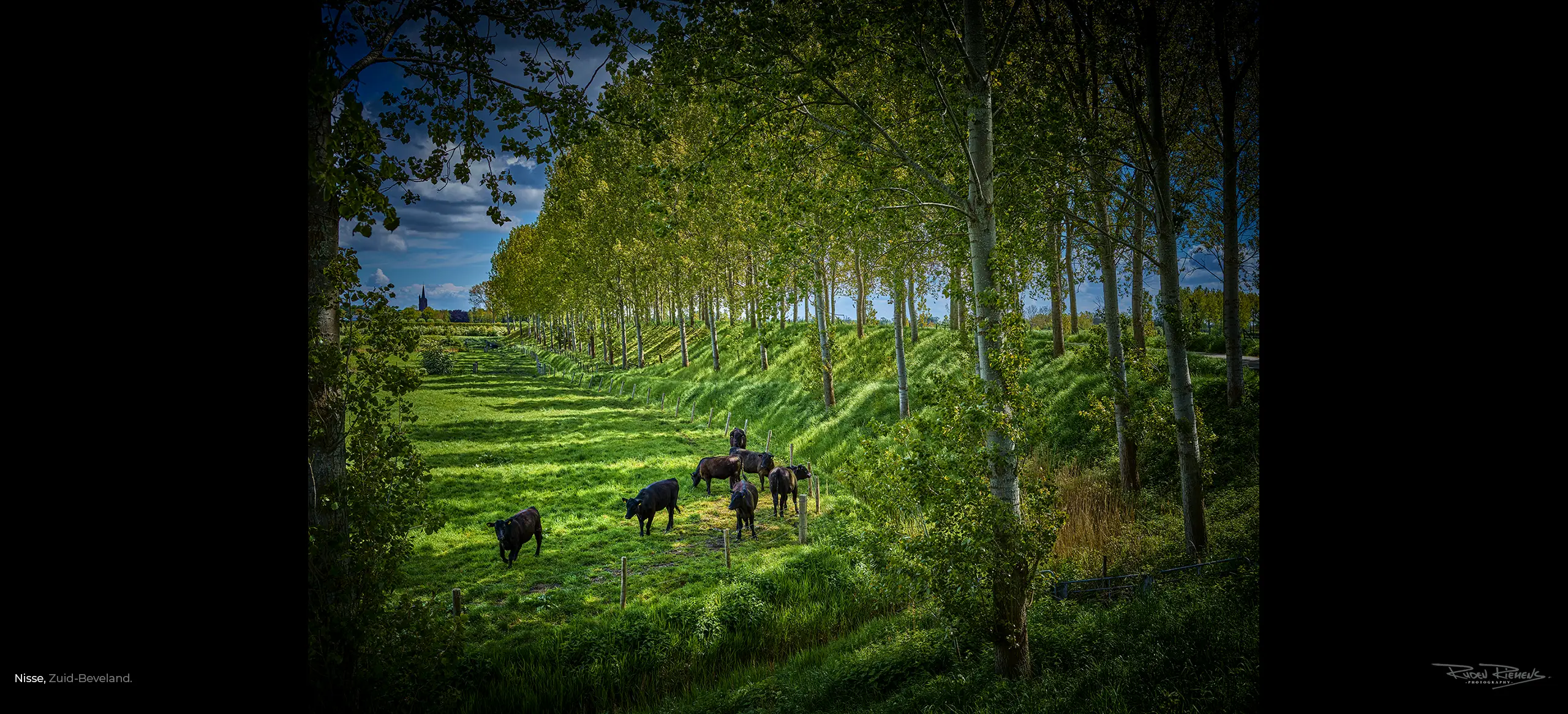 Ruden Riemens fotografeerde deze Zuid-Bevelandse boomdijk met koeien in het weiland met op de achtergrond de kerktoren van Nisse, een mooie foto uit De Zeelandkalender.