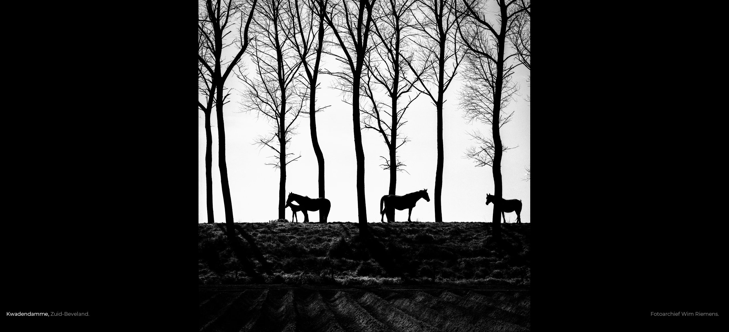 Zuid-Bevelandese boomdijk met paarden in zwart-wit, fotoarchief Wim Riemens.