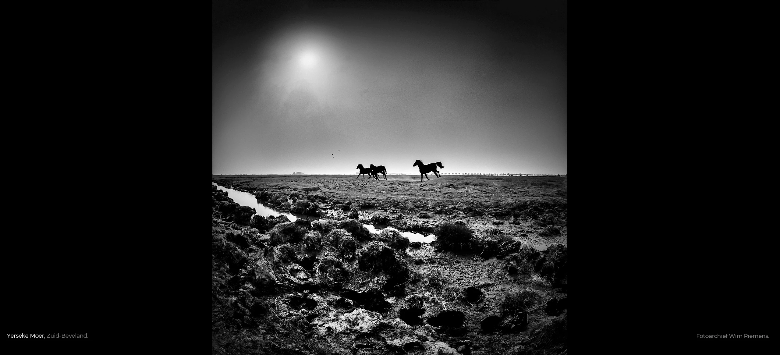 Rennende paarden op de akker in de Yerseke Moer, foto Wim Riemens.