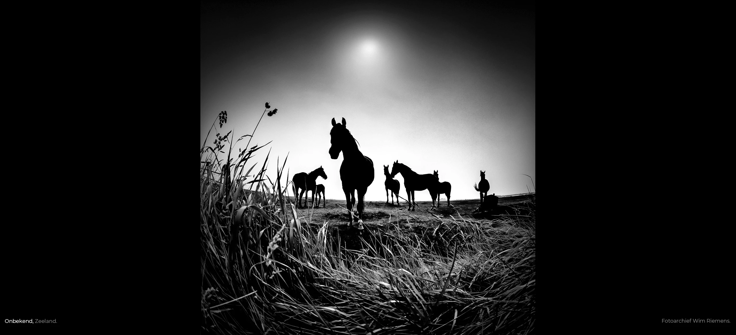 Het silhouet van een groepje paarden in Zeeuws weiland uit het archief van Wim Riemens.