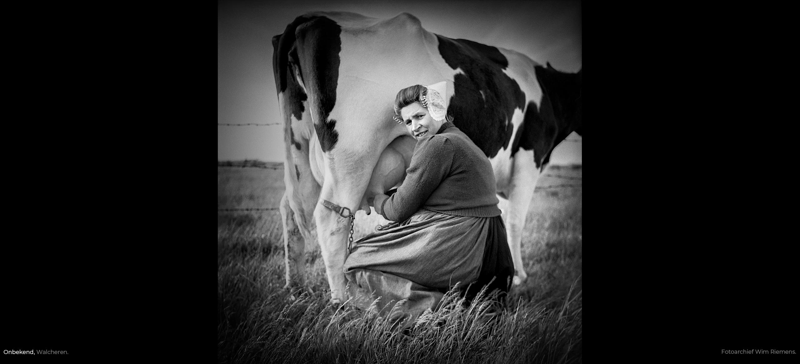 Zeeuwse boerin in Walcherse werkdracht melkt koe in de wei, fotoarchief Wim Riemens.