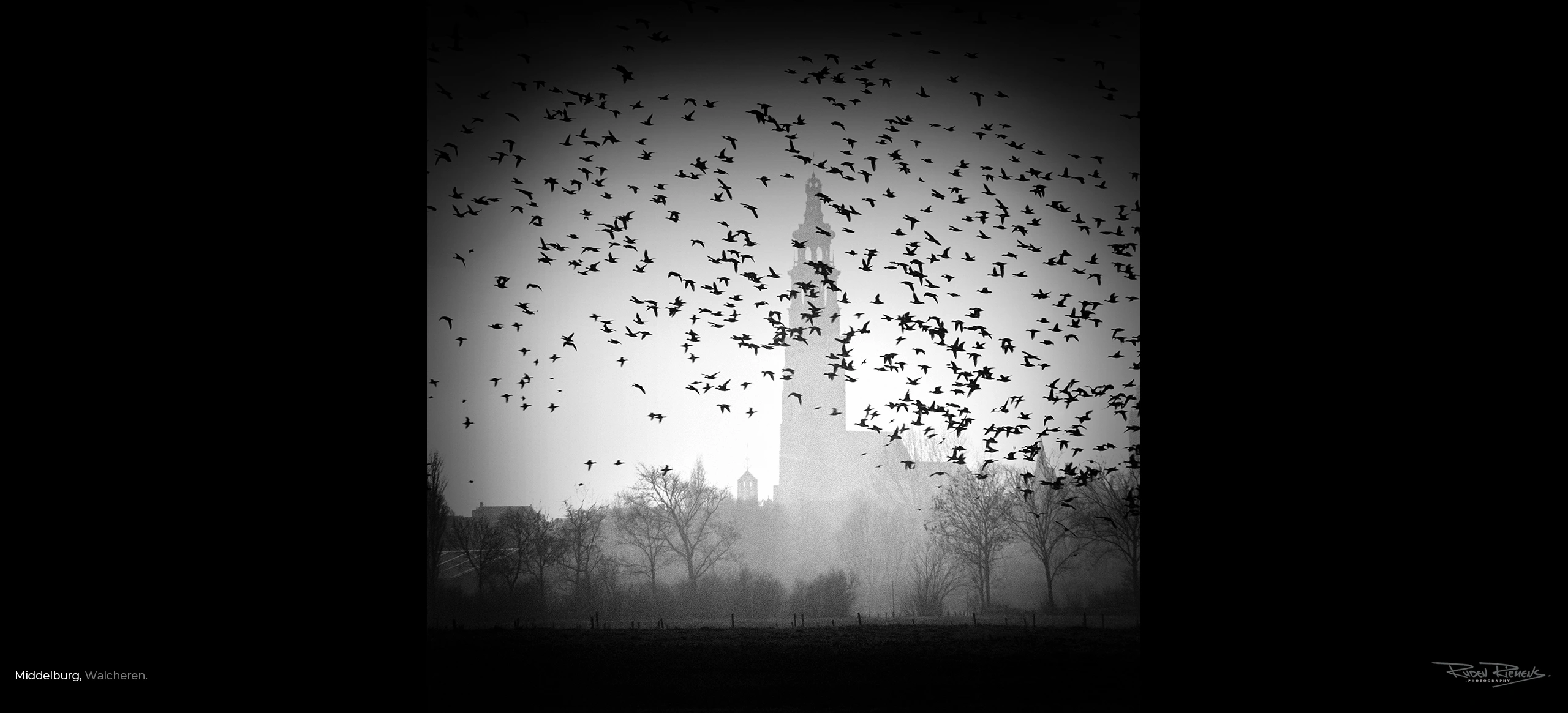 Overwinterende ganzen vliegen voor het silhouet in de mist van de Middelburgse Lange Jan, Ruden Riemens Photography.