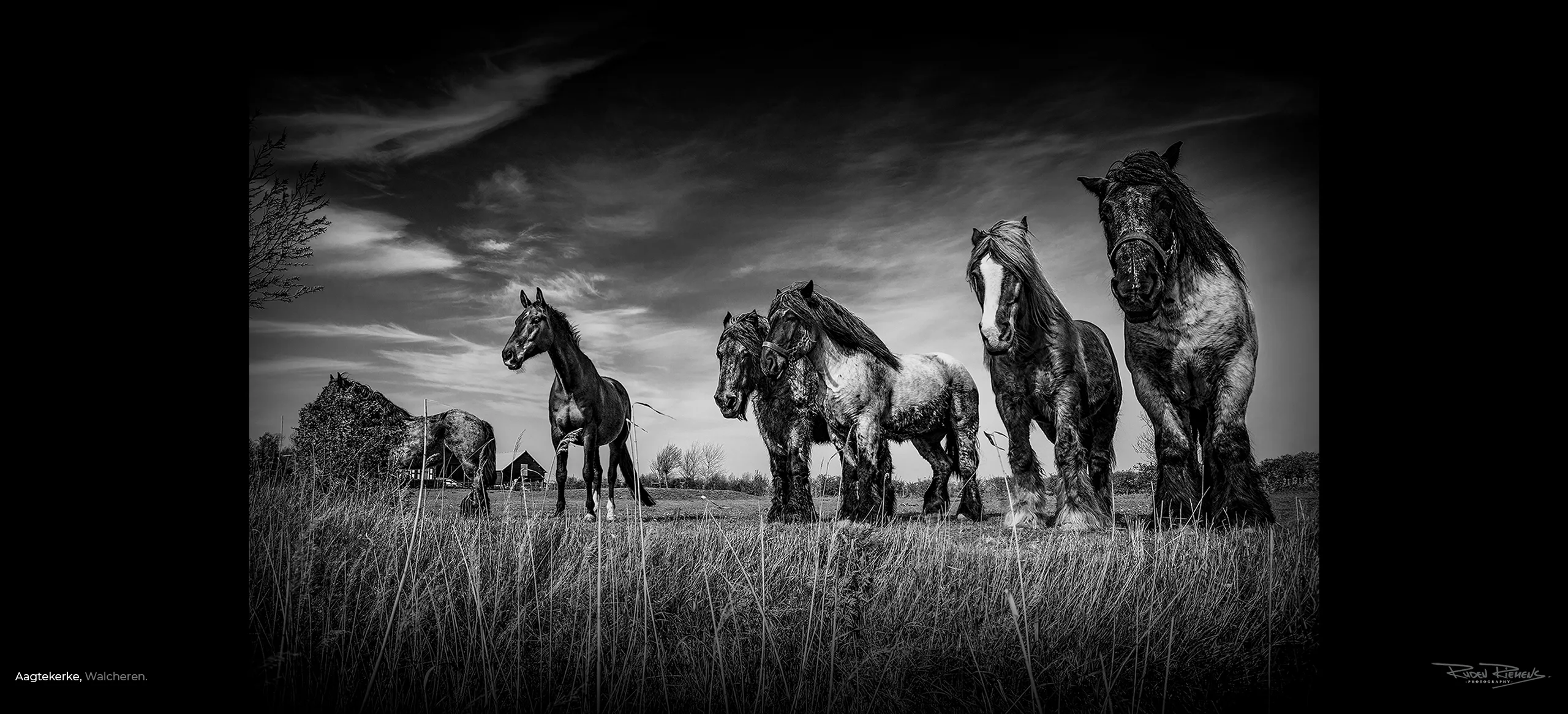 Paarden in de wei, waaronder de beroemde Zeeuwse trekpaarden, gefotografeerd in Aagtekerke door Ruden Riemens.