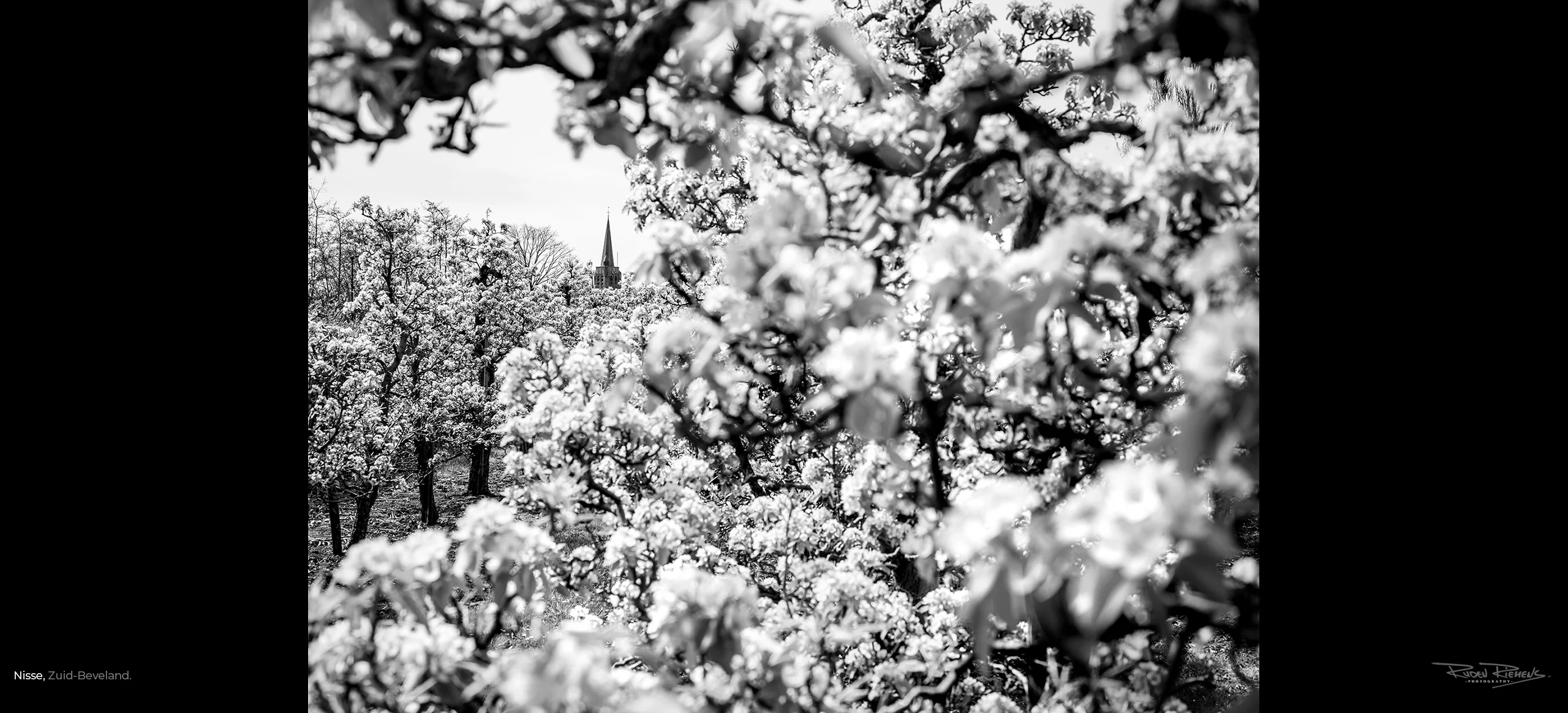 Bloesempracht in Nisse, de fruitbomen staan in bloei, schitterend gemaakt door de topfotograaf Ruden Riemens.