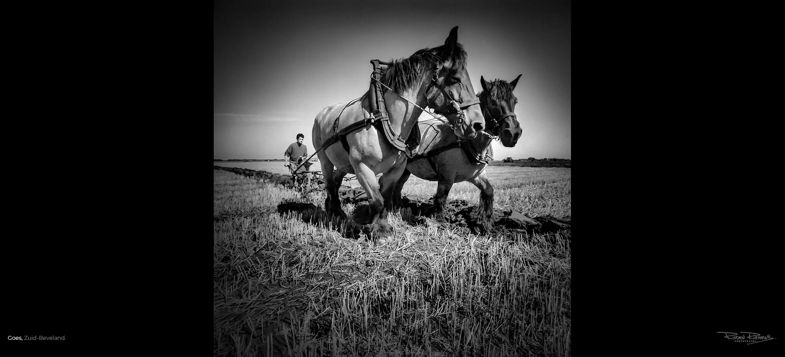 De beroemde Zeeuwse trekpaarden aan het werk op de akkers rond Goes in Zeeland, foto Ruden Riemens.