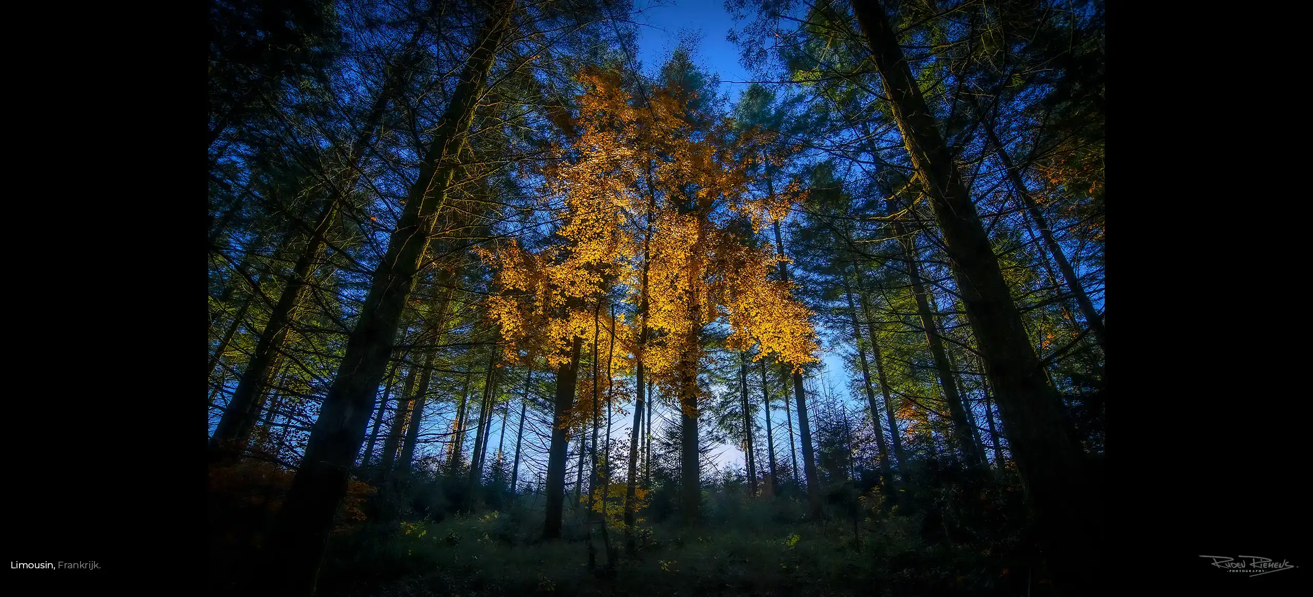 Herfstfoto van goudverlichtte boom in bos Limousin Frankrijk, fotografie onderweg van Ruden Riemens Fotografie.